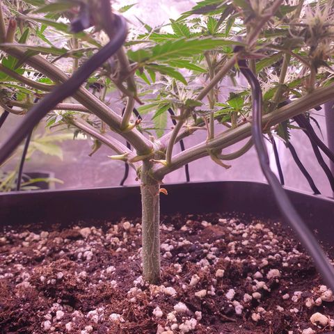 Royal Dwarf Auto growlog timeline photo
