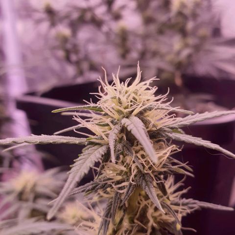 Royal Dwarf Auto growlog timeline photo