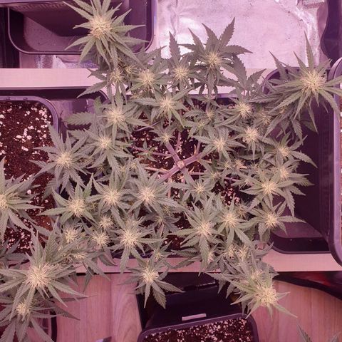 Royal Dwarf Auto growlog timeline photo