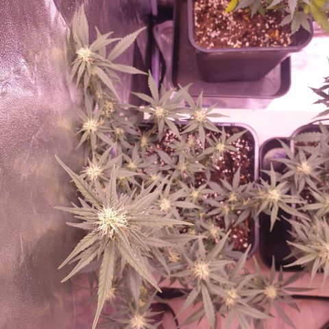 Eigener Dwarf growlog timeline photo