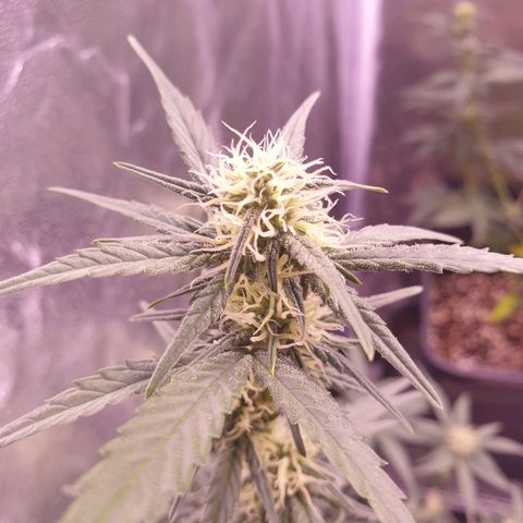 Eigener Dwarf growlog timeline photo