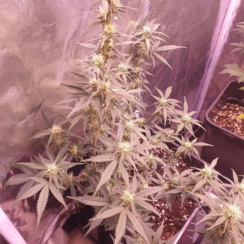Eigener Dwarf growlog timeline photo