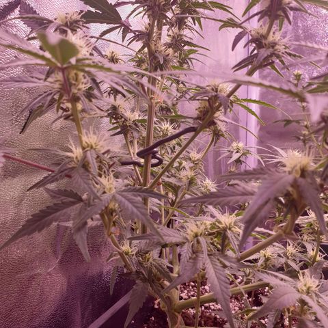 Eigener Dwarf growlog timeline photo