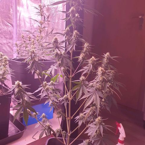 Pink Runtz Auto growlog timeline photo