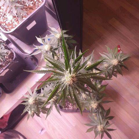 Pink Runtz Auto growlog timeline photo