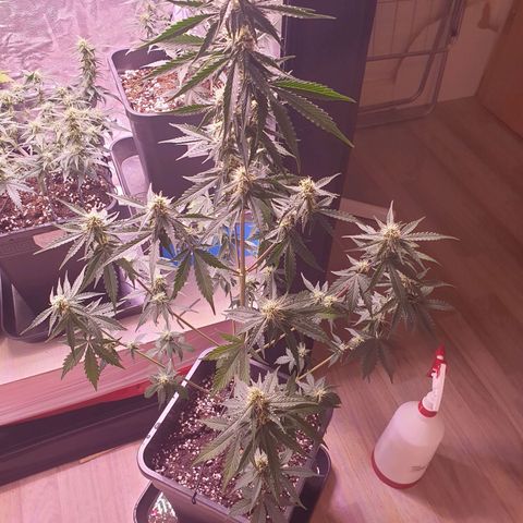 Pink Runtz Auto growlog timeline photo