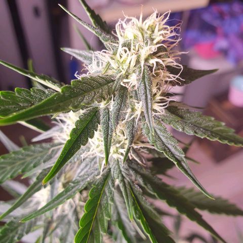Pink Runtz Auto growlog timeline photo