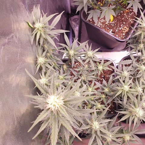 Eigener Dwarf growlog timeline photo