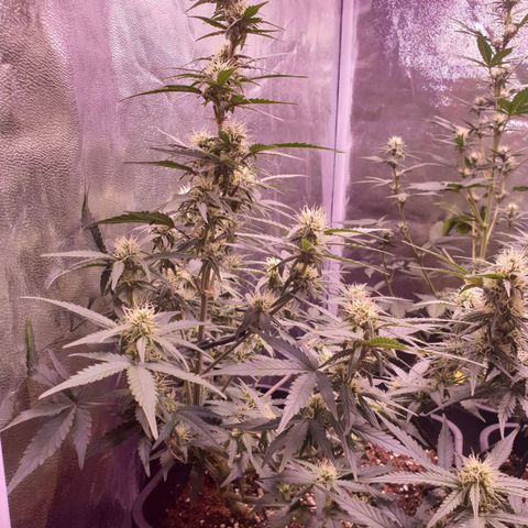 Eigener Dwarf growlog timeline photo
