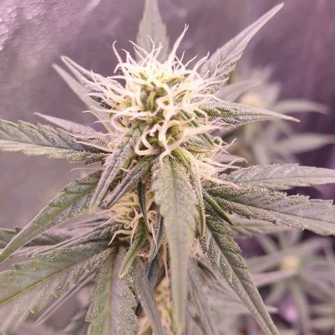 Eigener Dwarf growlog timeline photo
