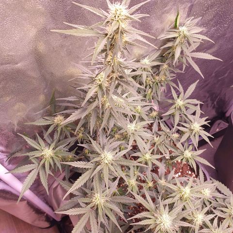 Eigener Dwarf growlog timeline photo