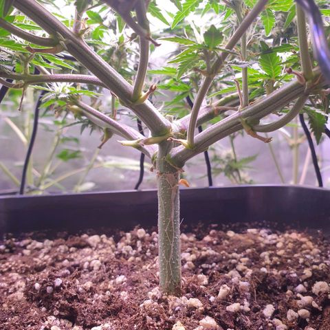 Royal Dwarf Auto growlog timeline photo