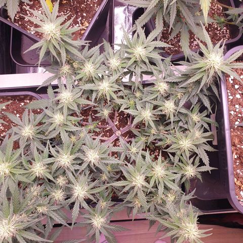 Royal Dwarf Auto growlog timeline photo