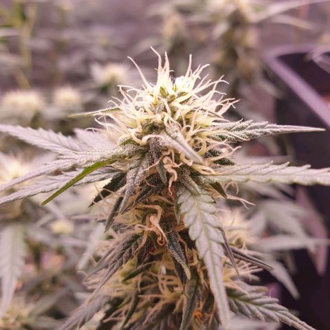 Royal Dwarf Auto growlog timeline photo