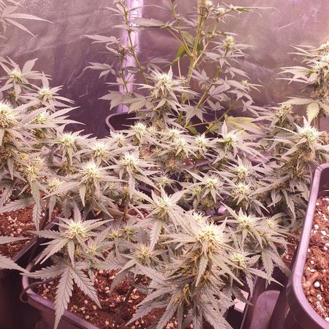 Royal Dwarf Auto growlog timeline photo