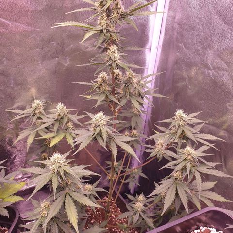 Pink Runtz Auto growlog timeline photo