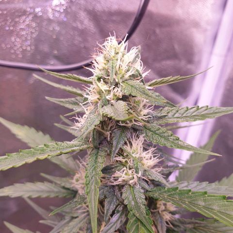 Pink Runtz Auto growlog timeline photo
