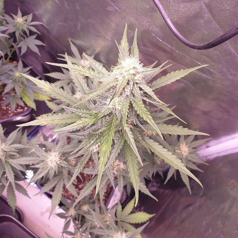 Pink Runtz Auto growlog timeline photo