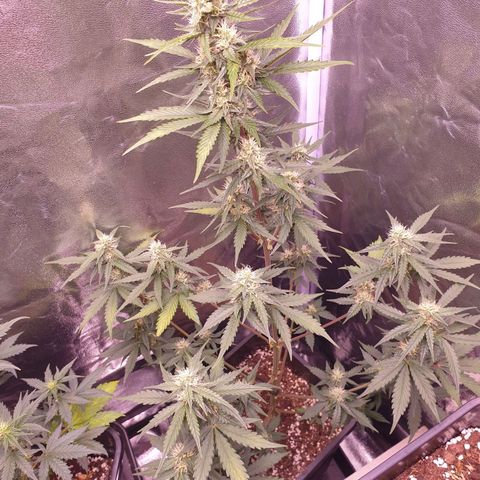 Pink Runtz Auto growlog timeline photo