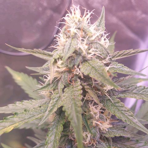 Pink Runtz Auto growlog photo: Nur glasige terpene