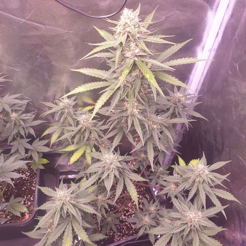 Pink Runtz Auto growlog photo: Nur glasige terpene