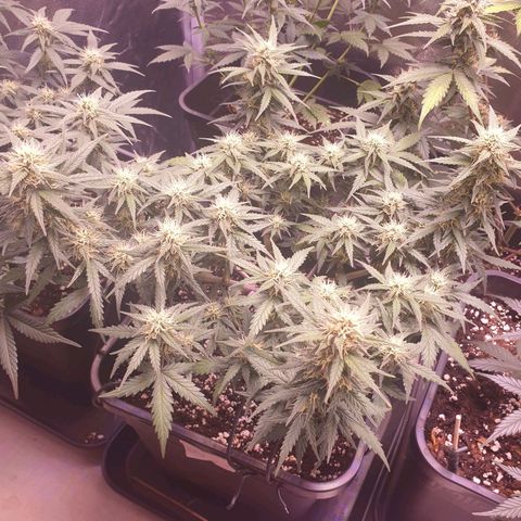 Royal Dwarf Auto growlog photo: Glasi