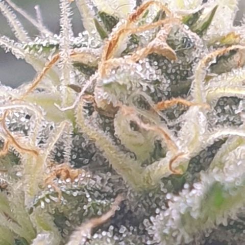 Royal Dwarf Auto growlog photo: Glasi