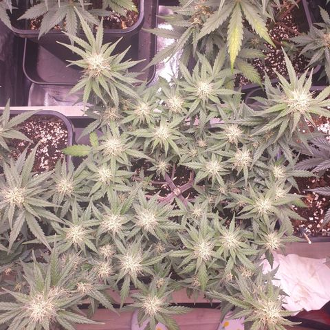 Royal Dwarf Auto growlog photo: Glasi