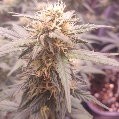 Royal Dwarf Auto growlog photo: Glasi
