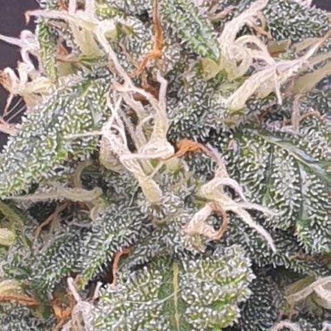 Pink Runtz Auto growlog timeline photo