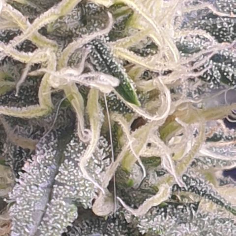 Eigener Dwarf growlog photo: Glasig