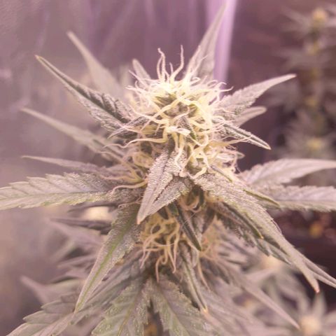 Eigener Dwarf growlog photo: Glasig