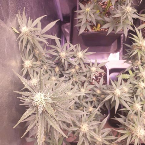 Eigener Dwarf growlog photo: Glasig