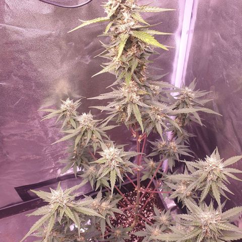 Pink Runtz Auto growlog timeline photo