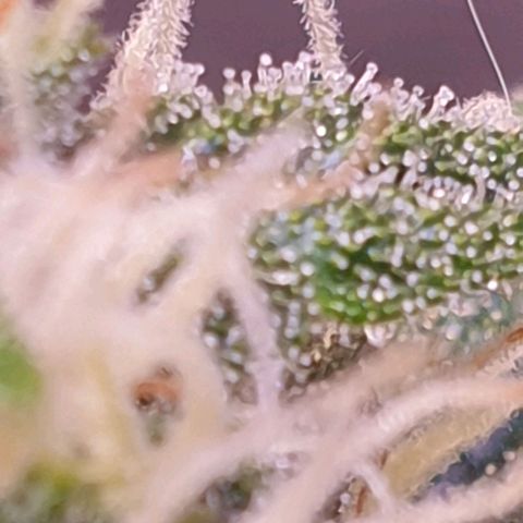 Pink Runtz Auto growlog timeline photo