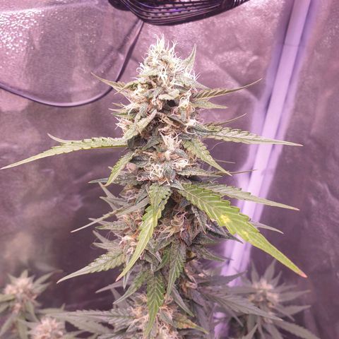 Pink Runtz Auto growlog timeline photo