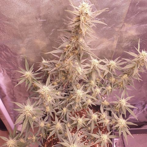 Eigener Dwarf growlog timeline photo