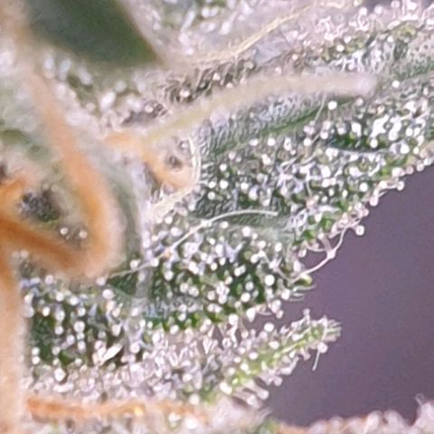 Eigener Dwarf growlog timeline photo