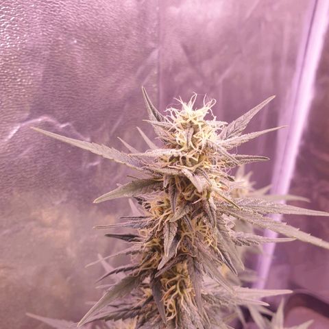 Eigener Dwarf growlog timeline photo