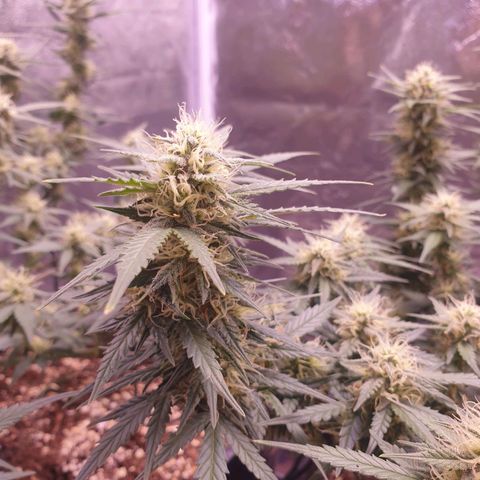 Royal Dwarf Auto growlog timeline photo