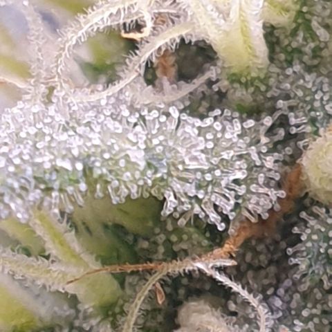Royal Dwarf Auto growlog timeline photo