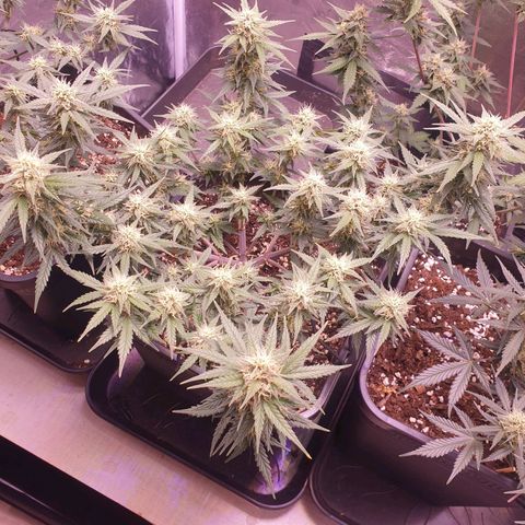Royal Dwarf Auto growlog timeline photo