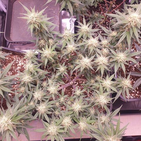 Royal Dwarf Auto growlog timeline photo