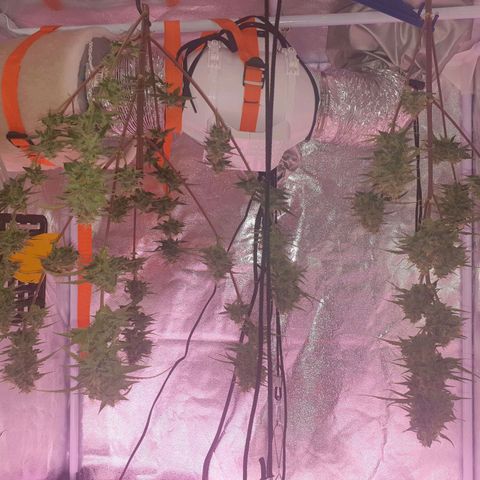 Pink Runtz Auto growlog timeline photo