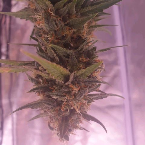 Pink Runtz Auto growlog timeline photo