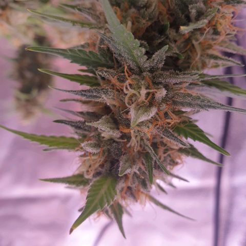 Royal Dwarf Auto growlog timeline photo