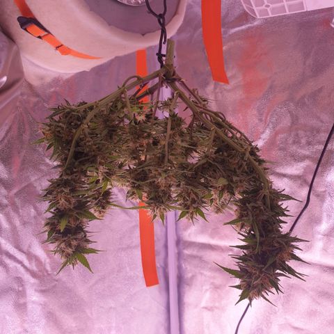Royal Dwarf Auto growlog timeline photo