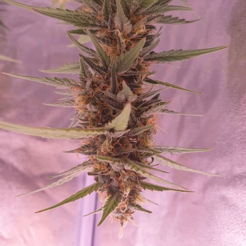 Eigener Dwarf growlog timeline photo