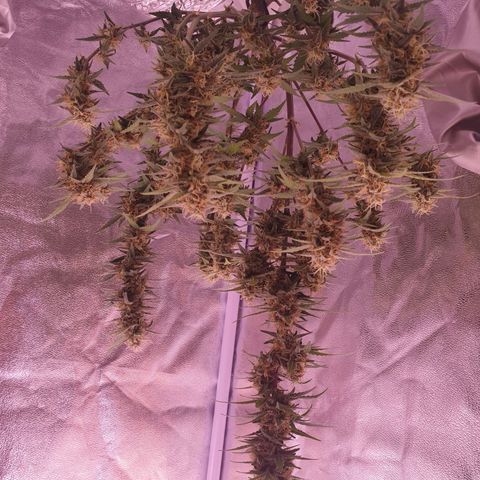 Eigener Dwarf growlog timeline photo