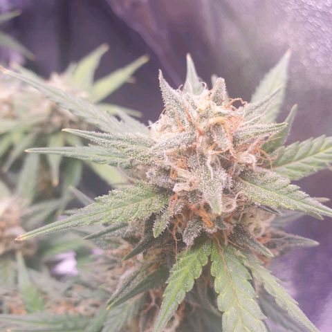 Royal Dwarf Auto growlog timeline photo